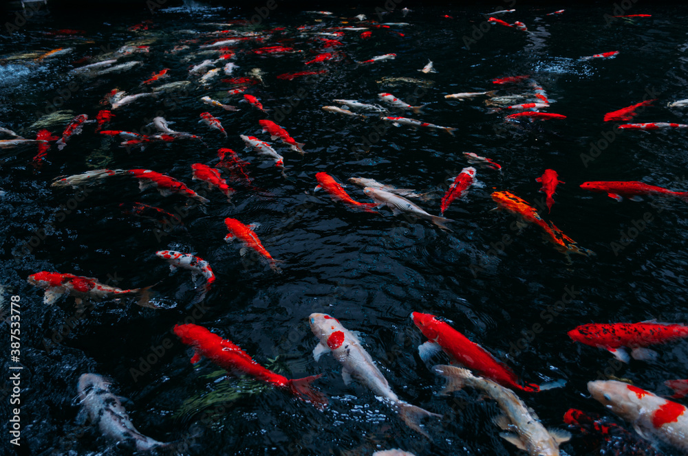 Many Colored Carps are swimming in the fish pond which they have small and big size differently Many Colored Carps are swimming in the fish pond which they have small and big size differently