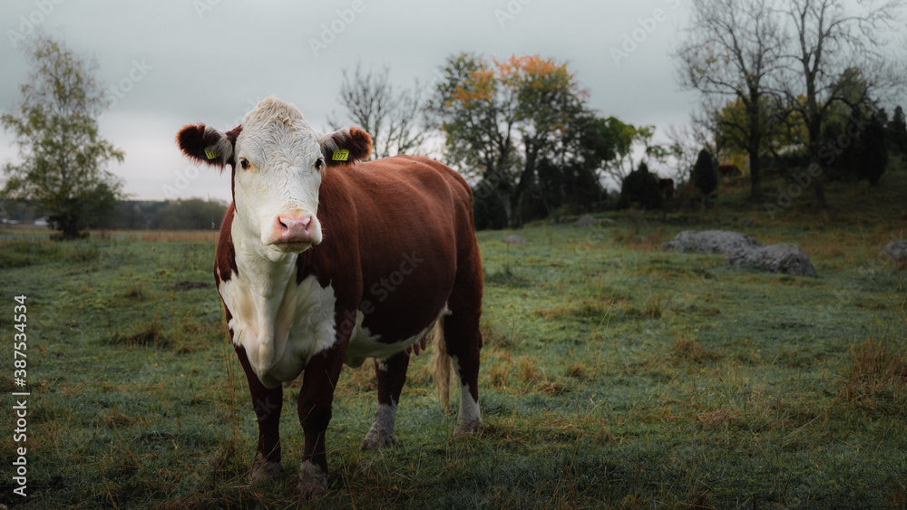 Naklejka premium cows in a field