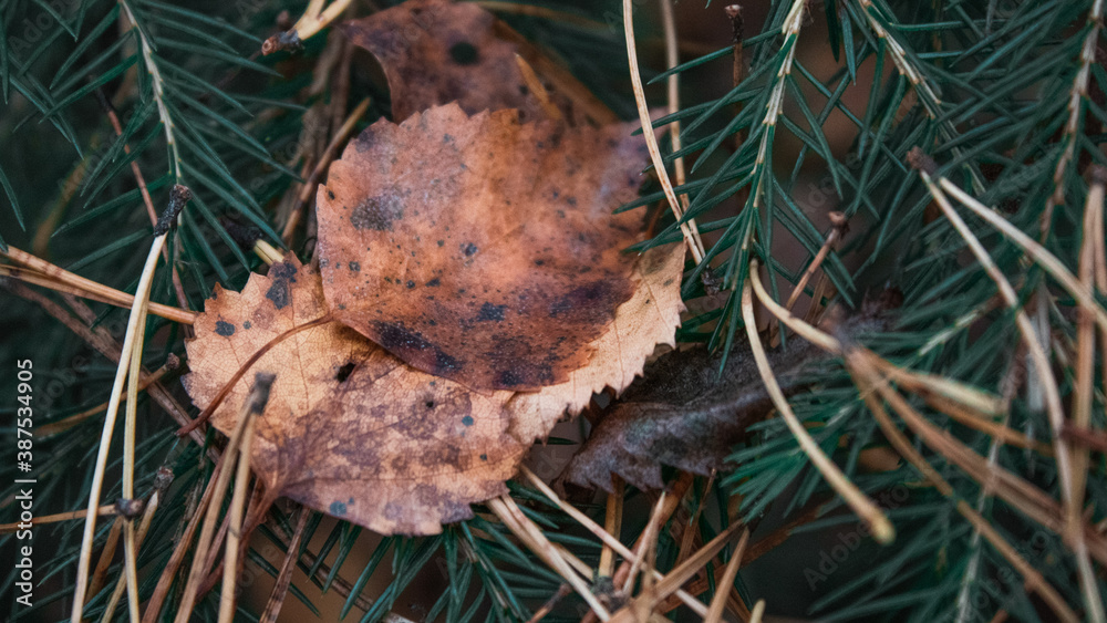 Fototapeta premium mushrooms in the grass