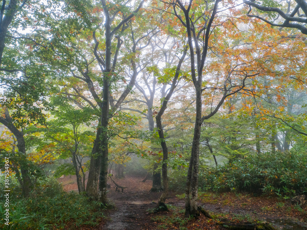 Forest filled with fog (Tochigi, Japan)