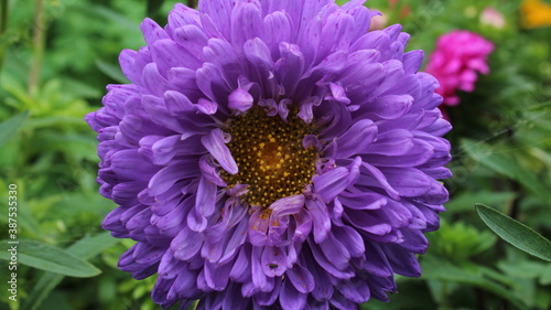 close up of a flower