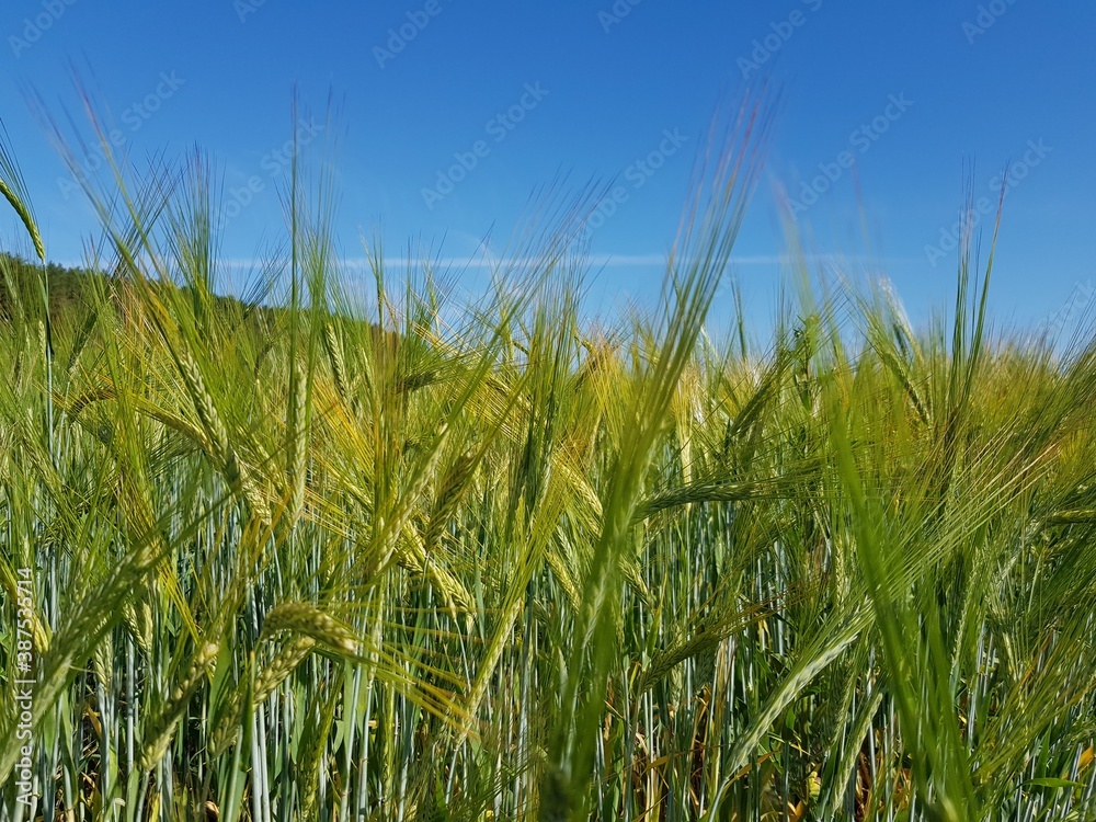 Green ears of wheat in the field