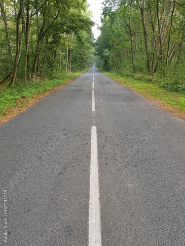 An empty asphalt road in the forest