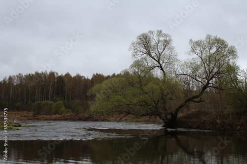 trees in the water