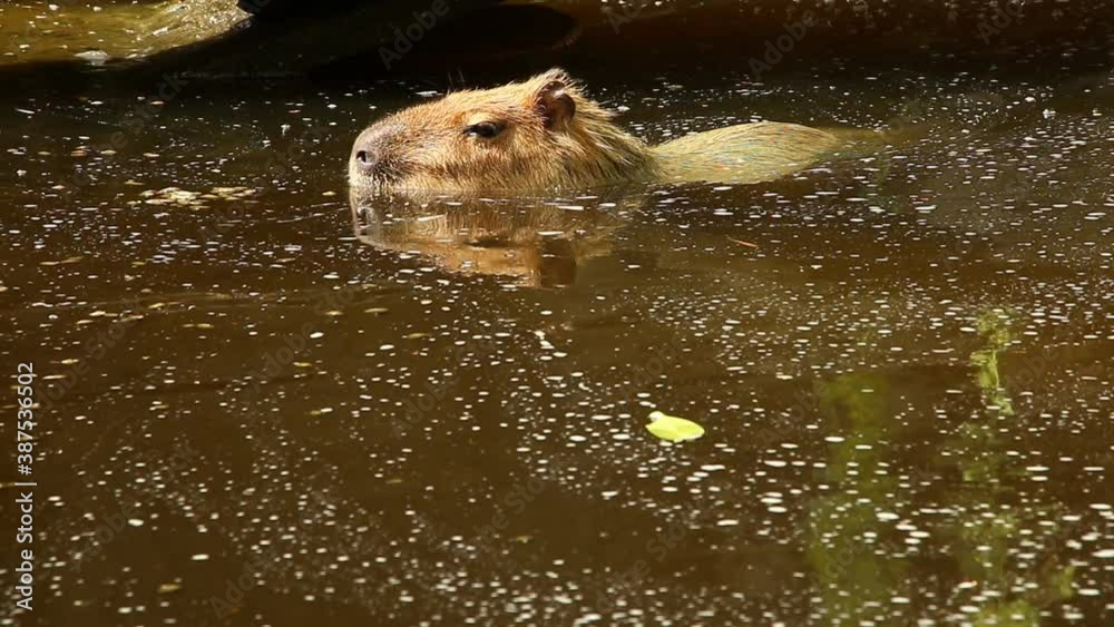 Capybara swimming in the pool, outdoor Chiangmai Thailand Capybara swimming in the pool, outdoor Chiangmai Thailand