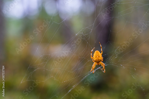 Wallpaper Mural Spider Sits on a Web in the Forest Torontodigital.ca