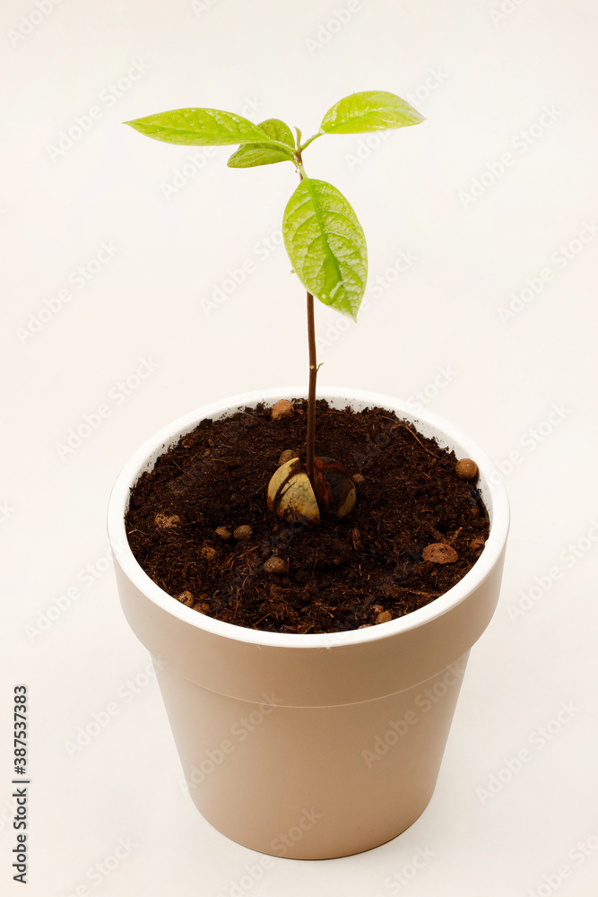 avocado avocado