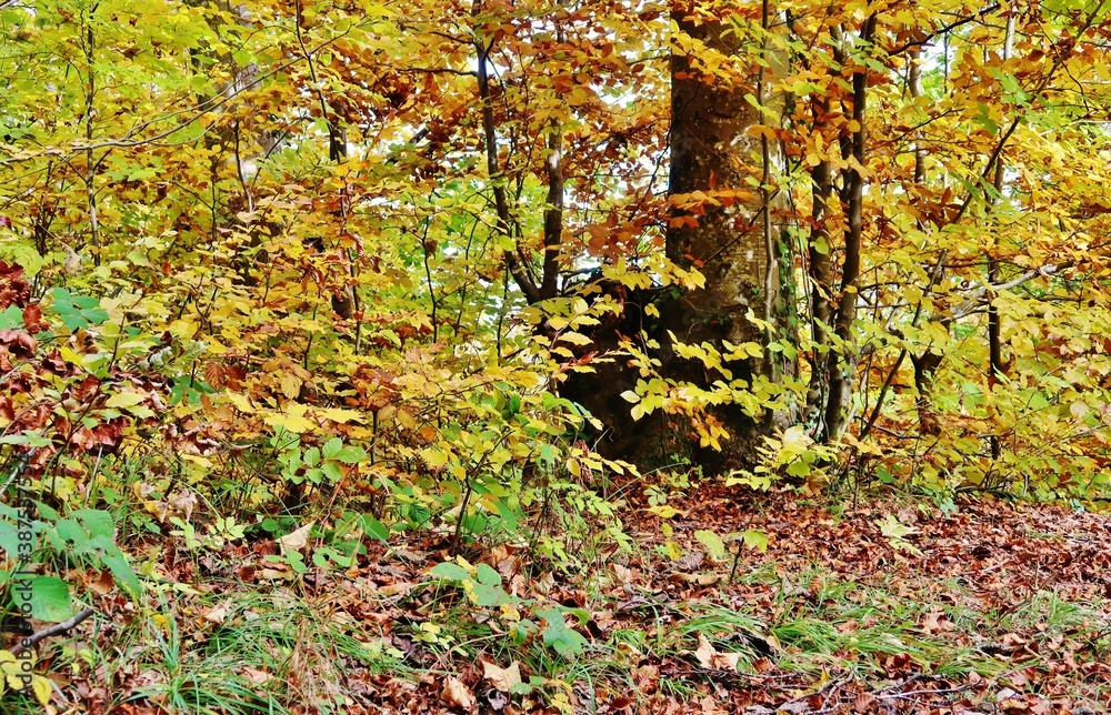 Herbstlicher Wald Herbstlicher Wald