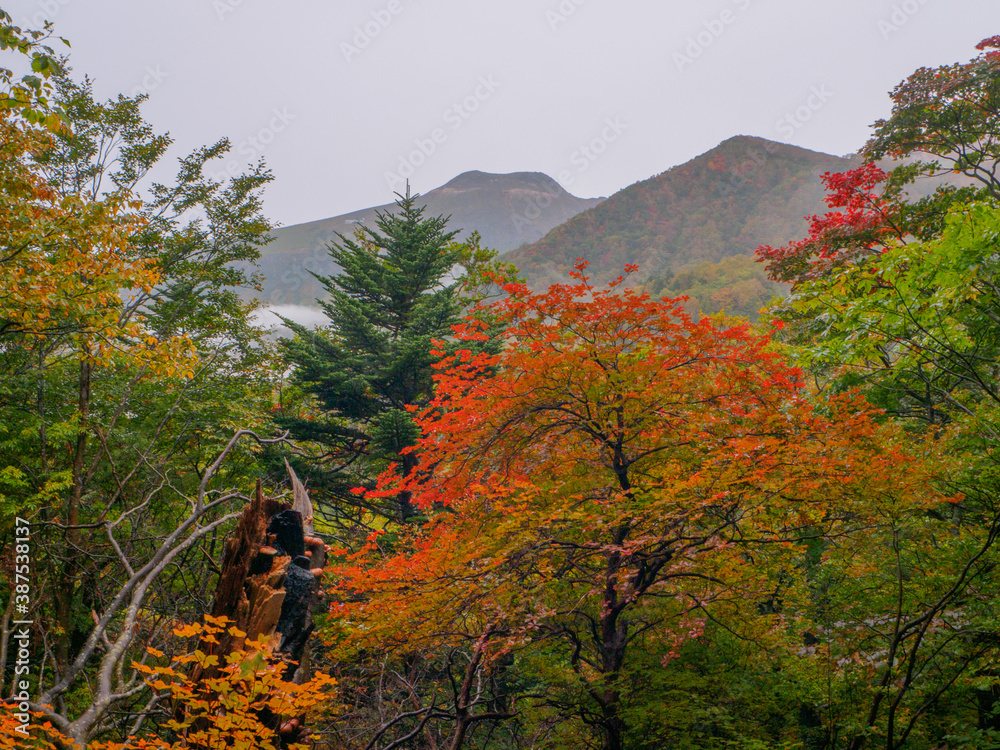 Obraz premium Autumnal forest and foggy mountains (Tochigi, Japan)