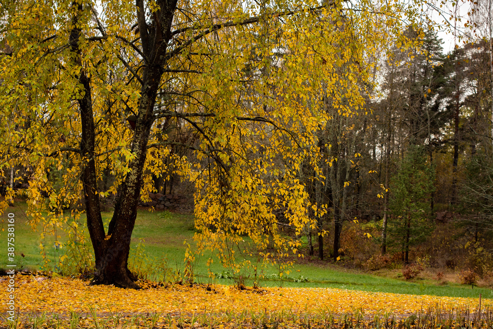 Autumn tree with yellow leaves on the background of a meadow covered with yellow leaves