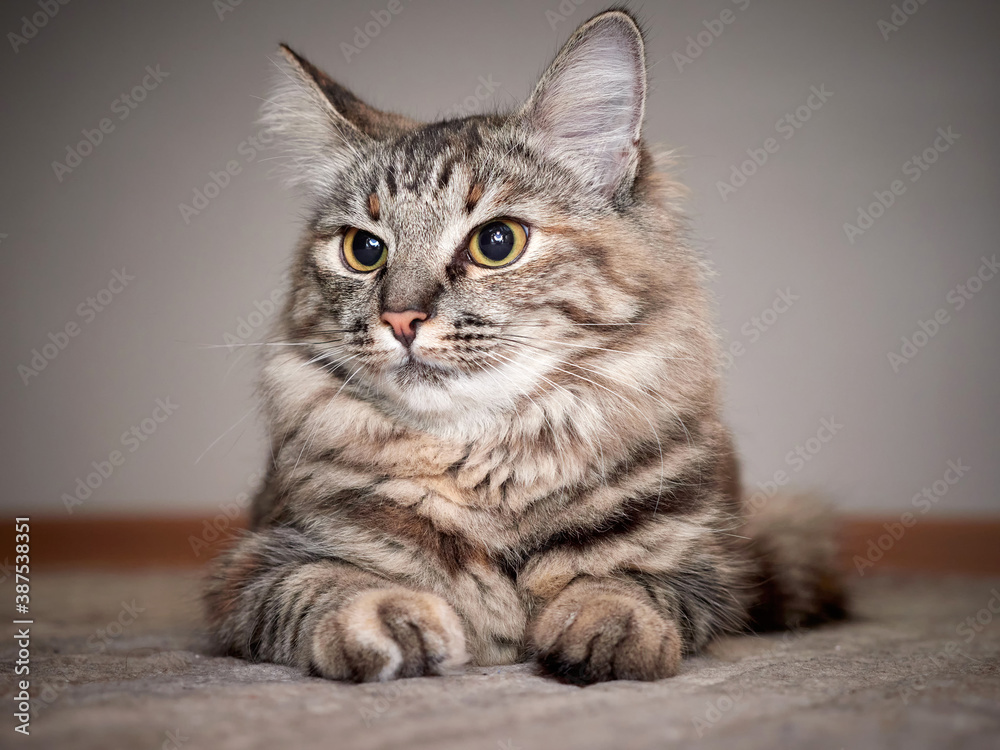 Portrait of a Norwegian forest cat on a light background. Portrait of a Norwegian forest cat on a light background.