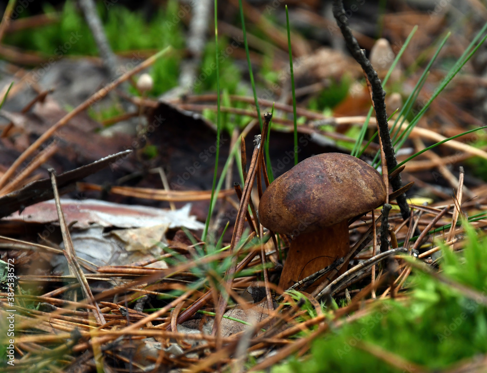 A mushroom called Imleria Badia, also know as Bay Bolete. It is edible and can be found in Europe and North America. This speciman was growing in a park near Warsaw, the capital of Poland. A mushroom called Imleria Badia, also know as Bay Bolete. It is edible and can be found in Europe and North America. This speciman was growing in a park near Warsaw, the capital of Poland.