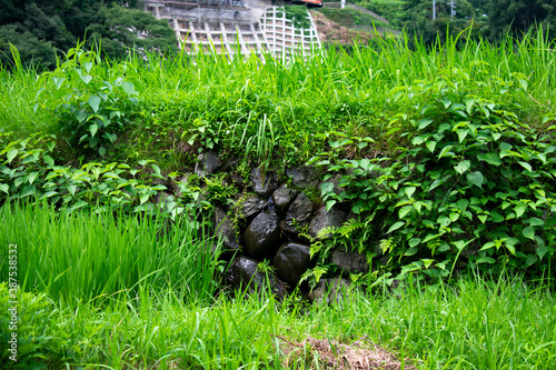 あらぎ島の周辺 photo