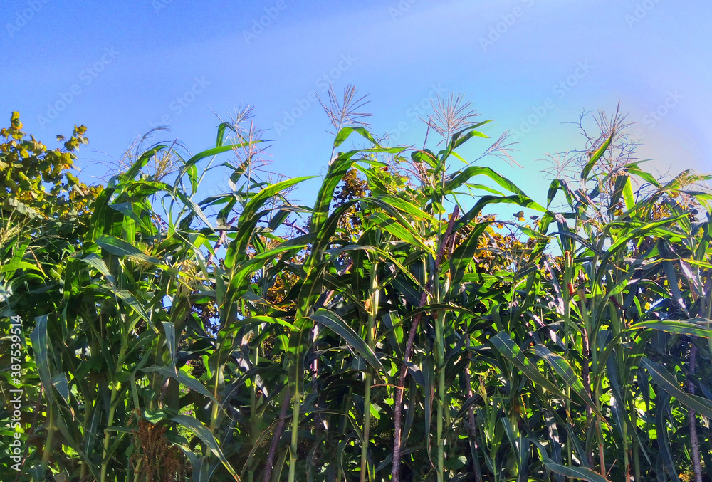 corn field in the summer corn field in the summer