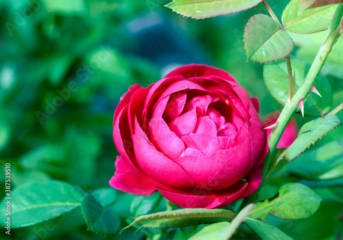 beautiful fresh rose flower blooming in garden near green leaves