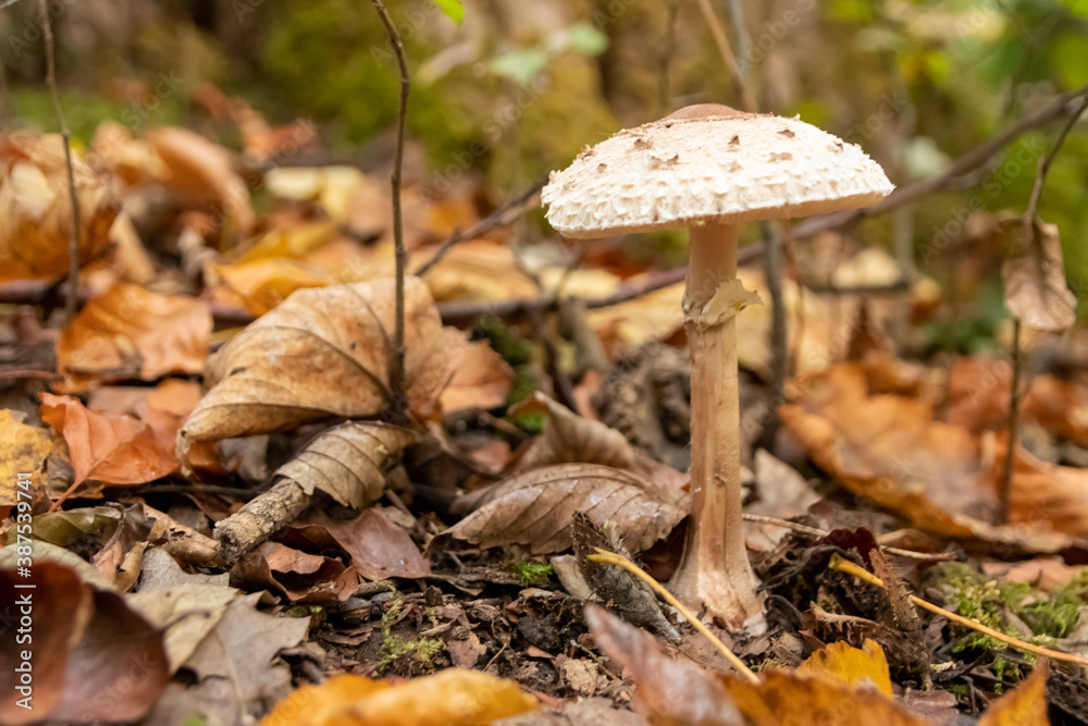 Big parasol mushroom in a forest found on mushrooming tour in autumn with brown foliage in backlight on the ground in mushroom season as delicious but possibly poisonous and dangerous forest fruit Big parasol mushroom in a forest found on mushrooming tour in autumn with brown foliage in backlight on the ground in mushroom season as delicious but possibly poisonous and dangerous forest fruit