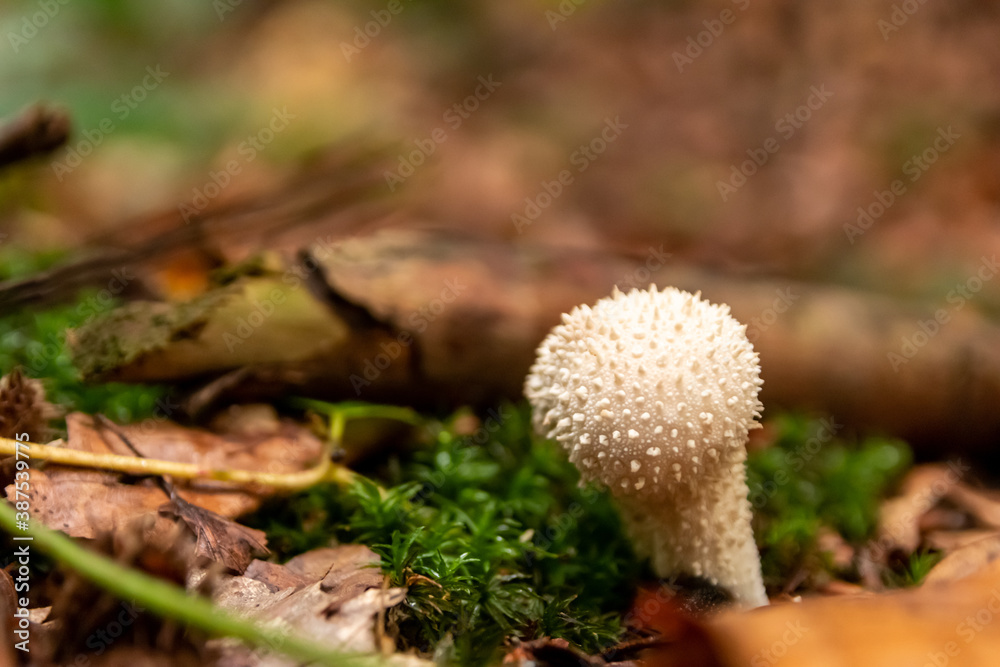 Macro of mushroom in a forest found on mushrooming tour in autumn with brown foliage in backlight on the ground in mushroom season as delicious but possibly poisonous and dangerous forest fruit Macro of mushroom in a forest found on mushrooming tour in autumn with brown foliage in backlight on the ground in mushroom season as delicious but possibly poisonous and dangerous forest fruit