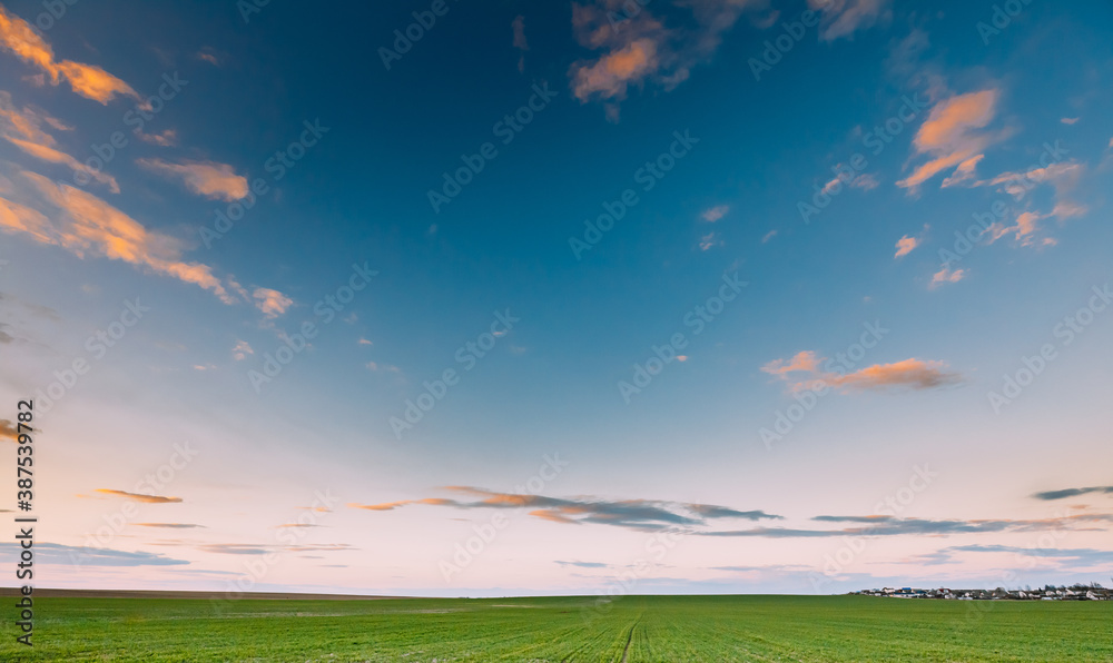 Fototapeta premium Spring Sunset Sky Above Countryside Rural Meadow Landscape. Wheat Field Under Sunny Spring Sky. Skyline. Agricultural Landscape With Growing Green Young Wheat Shoots, Wheat Germs.