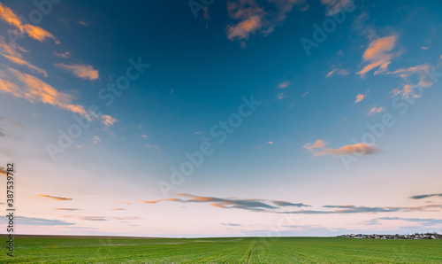 Spring Sunset Sky Above Countryside Rural Meadow Landscape. Wheat Field Under Sunny Spring Sky. Skyline. Agricultural Landscape With Growing Green Young Wheat Shoots  Wheat Germs.