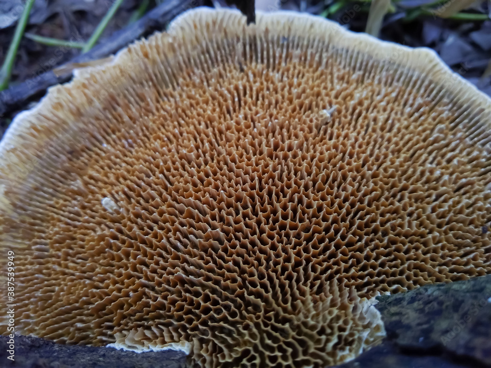 The gills of mushroom (Lamella) The gills of mushroom (Lamella)