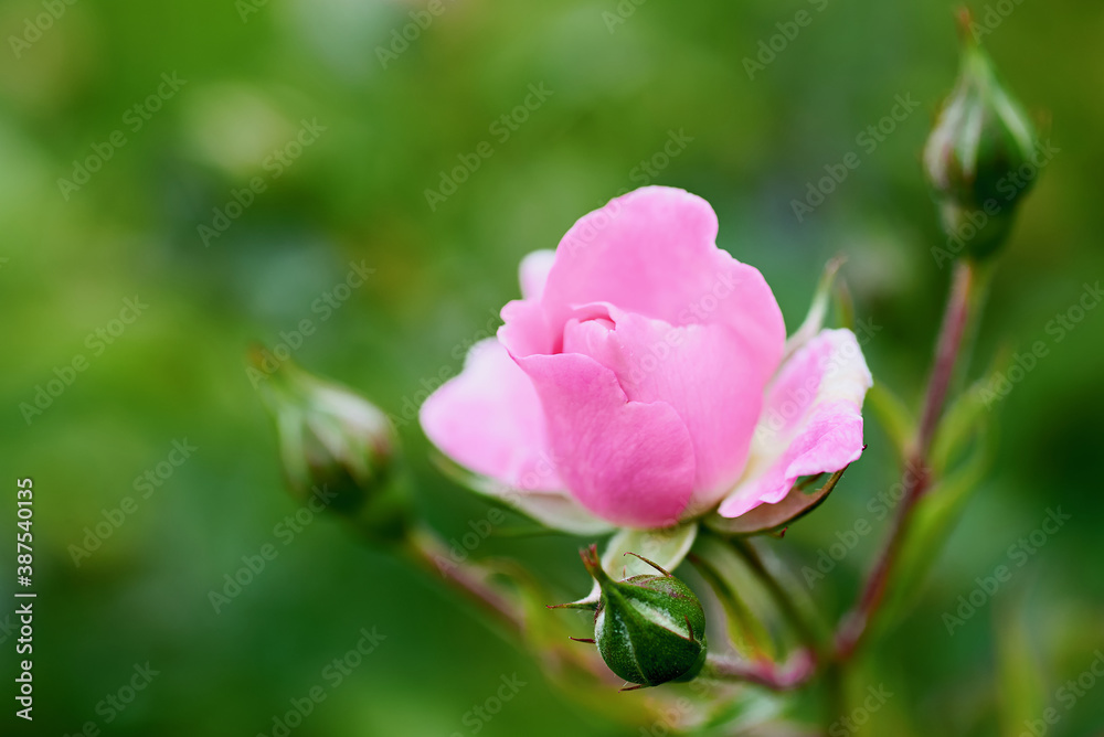 Rosenblüte mit Knospen im Garten