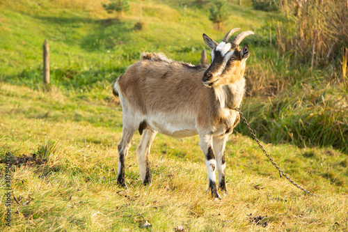 Three colored goat with horns grazes in a meadow on a sunny day. She's in a collar and on a chain photo