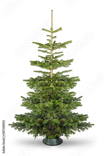 Empty undecorated natural  fresh green Nordmann pine christmas tree isolated in natural condition white background photo