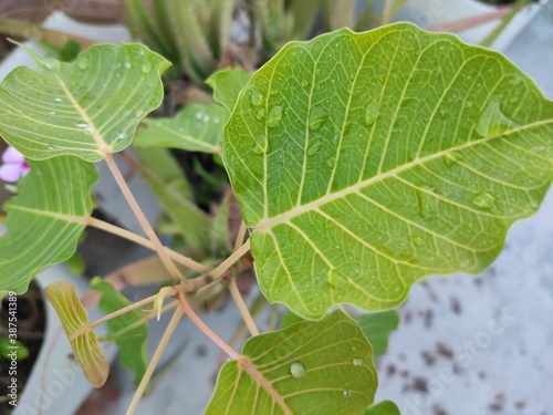 clouse-up leaf