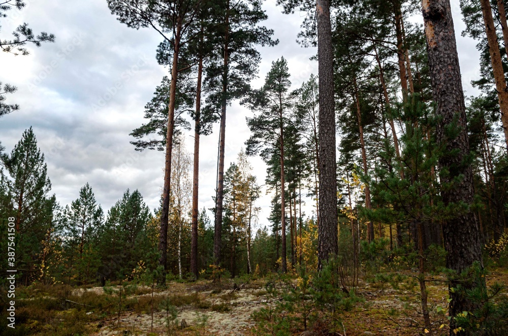 Fototapeta premium pine, forest ,on a warm ,autumn, day