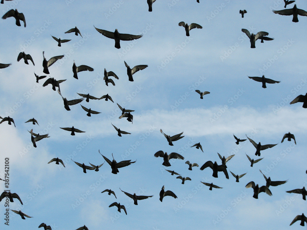 Pigeons flying in the blue sky summer day Pigeons flying in the blue sky summer day