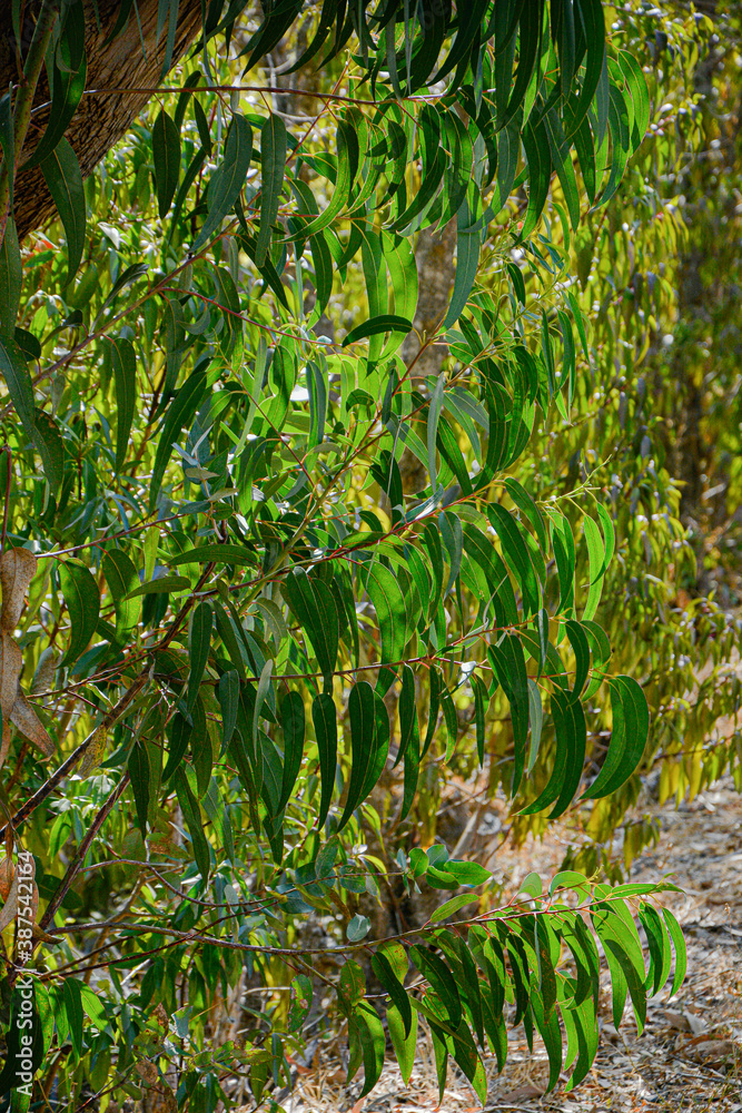 Obraz premium Eucalyptus leaf on eucalyptus tree branch.