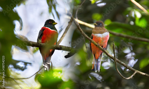 Sexual dimorfism in collared trogon (Trogon collaris), a  bird in the trogon family, Trogonidae. It is found in the warmer parts of the Neotropics photo