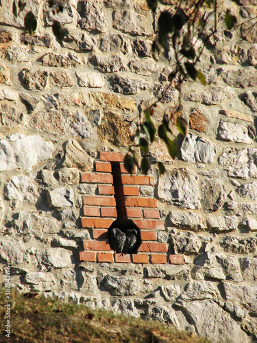 Two pigeons in the hollow of the old wall summer day photo