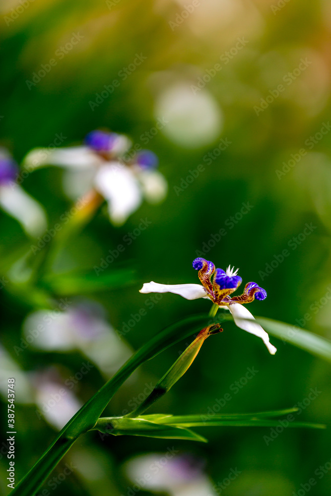 Close up view of beautiful walking iris blossom. Close up view of beautiful walking iris blossom.