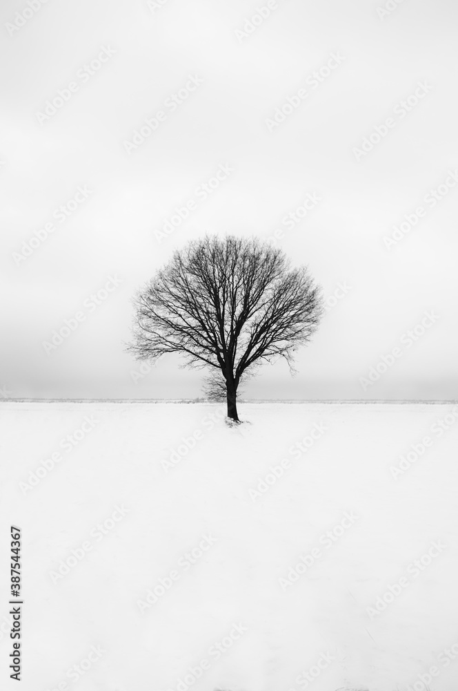 jedno drzewo na polu zimą czarno białe - obrazy, fototapety, plakaty 