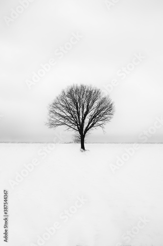 Fototapeta Czarno białe drzewo w śniegu
