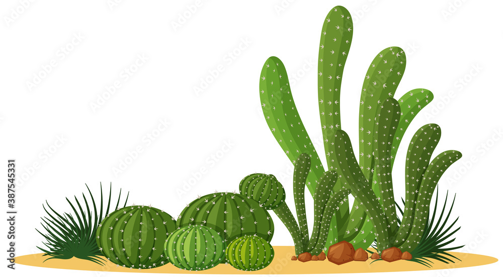 Different shapes of cactus in a group Different shapes of cactus in a group