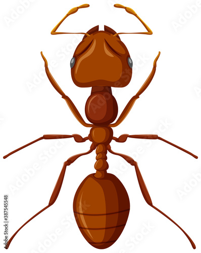 Fire ant isolated on white background