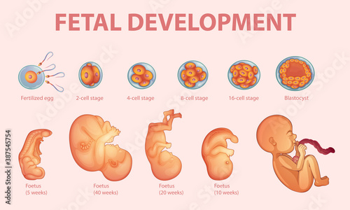 Stages human embryonic development