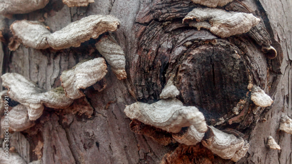 Bjerkandera adusta close-up of larch trees