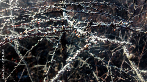 Frost on tree branches in the forest
