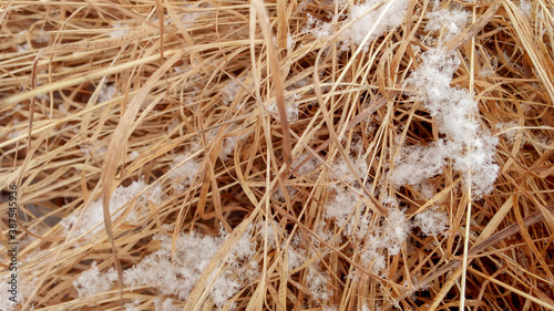  grass under fluffy snow