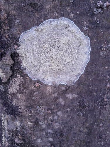 lichens Lecanora close up