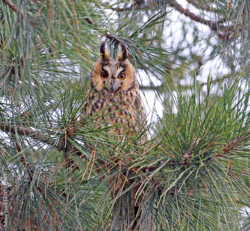 A winter long-eared owl (Asio otus) sits on spruce branches in the crown of a tree and watches the photographer.