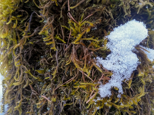 Green moss and snow close up