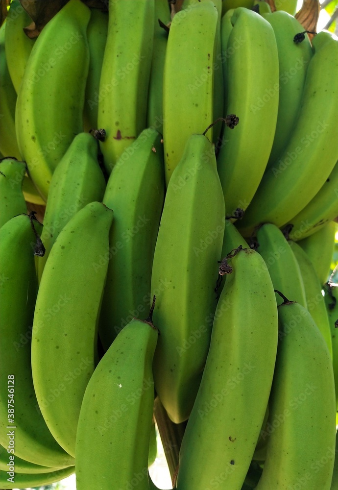  Raw bananas that have not been harvested