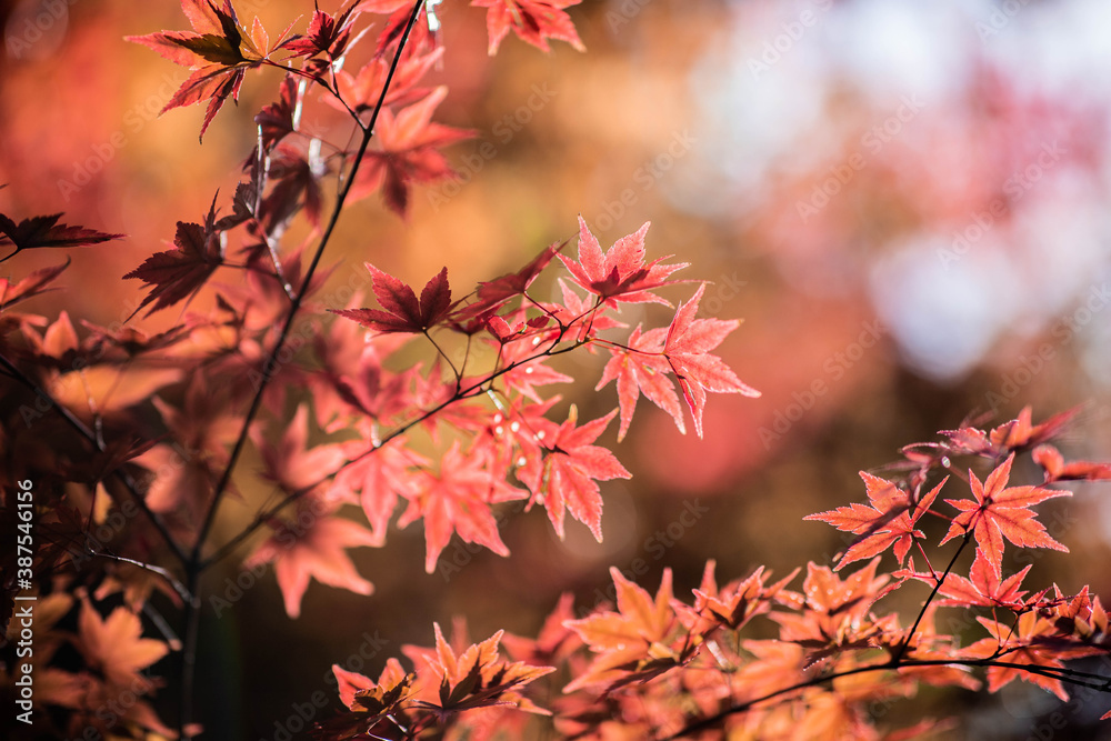 紅葉 紅葉