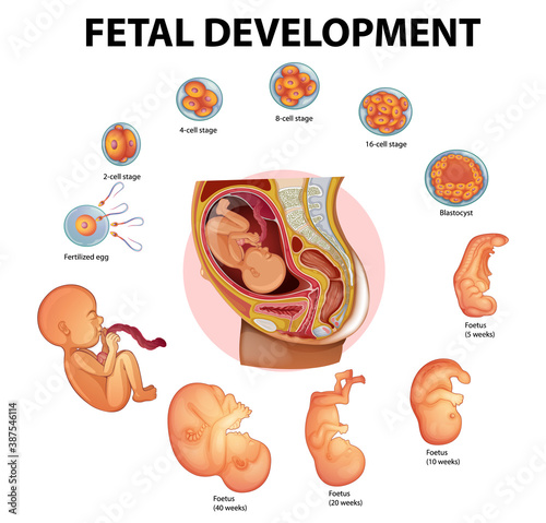 Stages human embryonic development