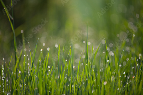 grass with dew drops