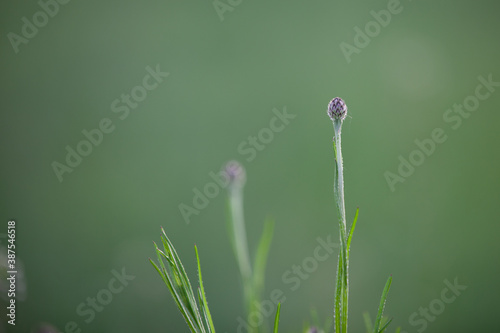 flower in the garden